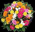fleurs et nature (51)